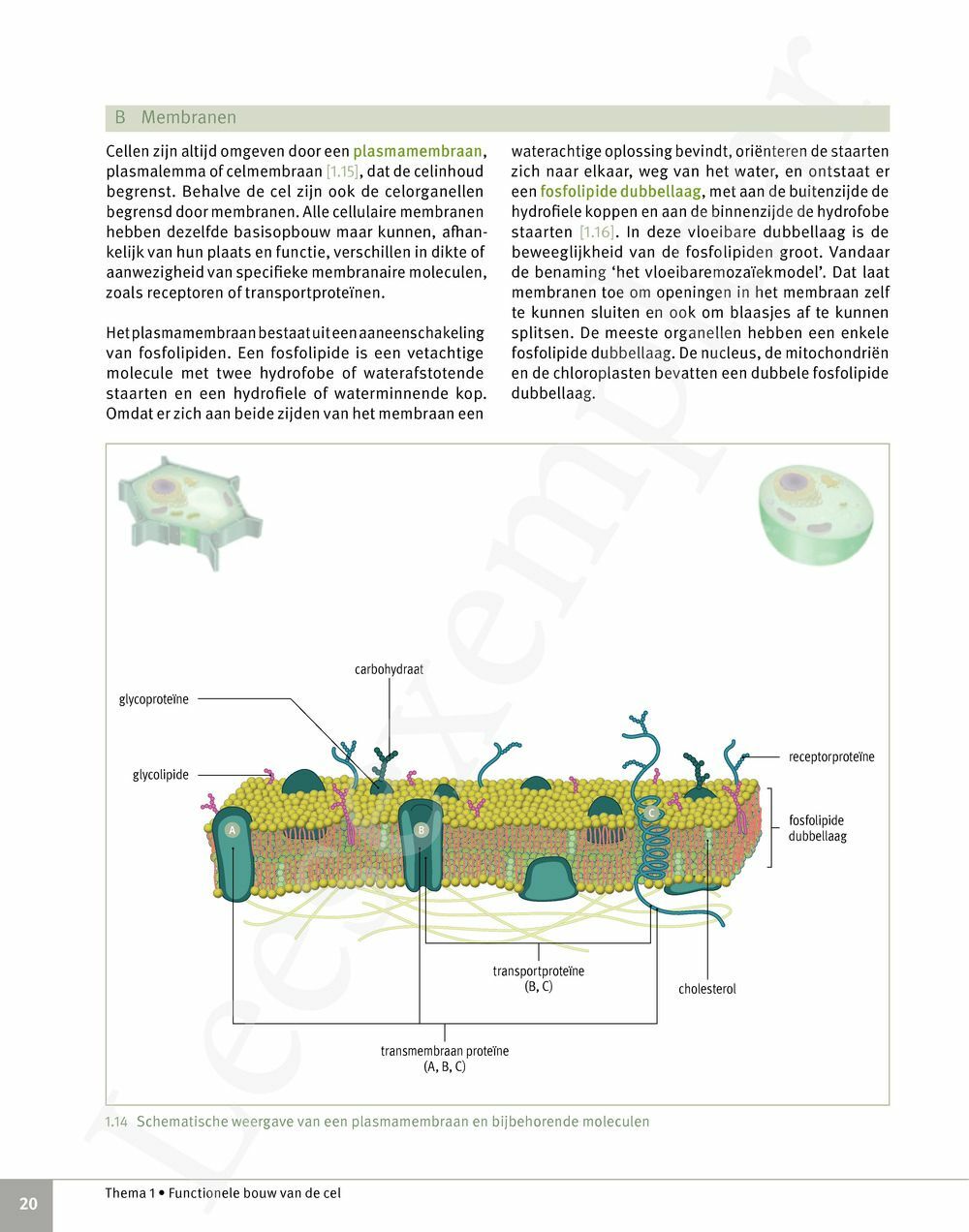 Preview: Focus Biologie 5 Cel en celprocessen Handboek (incl. Pelckmans Portaal)