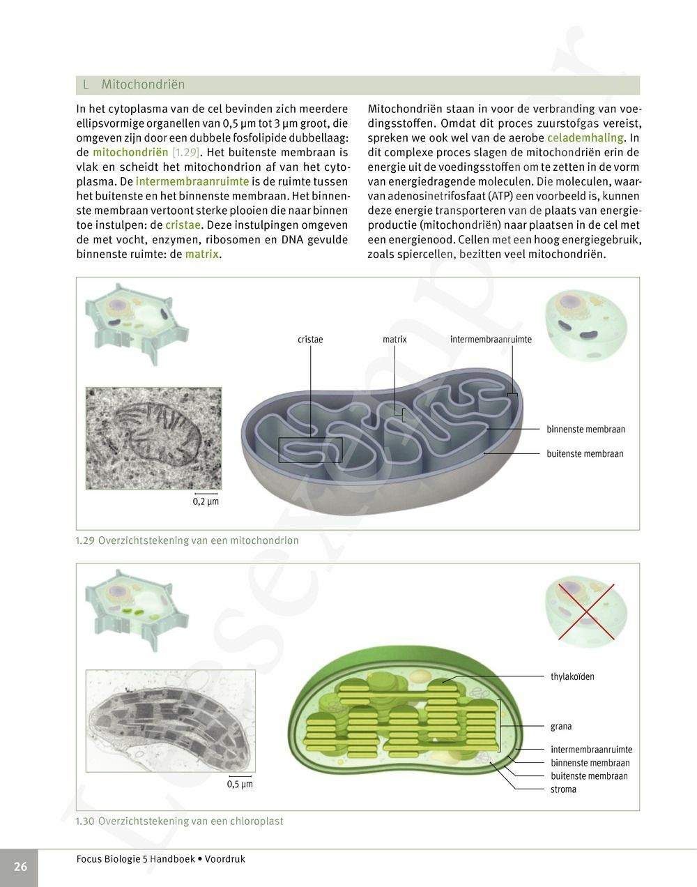 Preview: Focus Biologie 5 Cel en celprocessen Handboek (incl. Pelckmans Portaal)