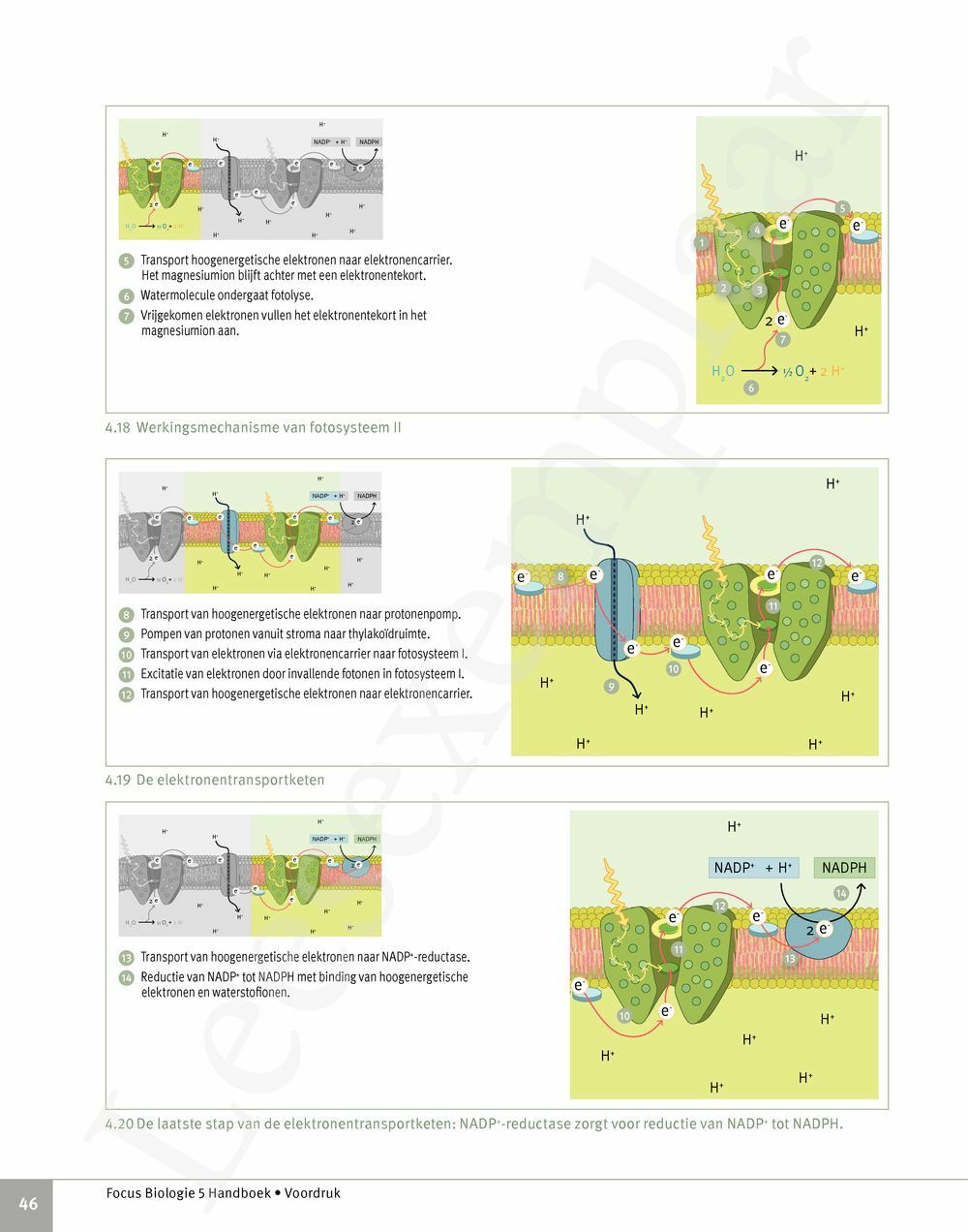 Preview: Focus Biologie 5 Cel en celprocessen Handboek (incl. Pelckmans Portaal)