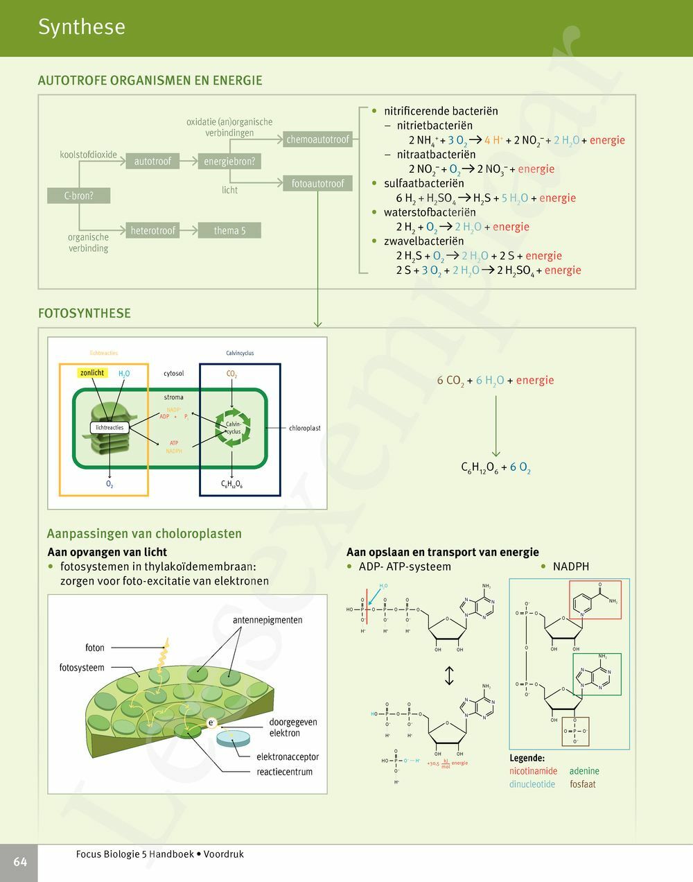 Preview: Focus Biologie 5 Cel en celprocessen Handboek (incl. Pelckmans Portaal)