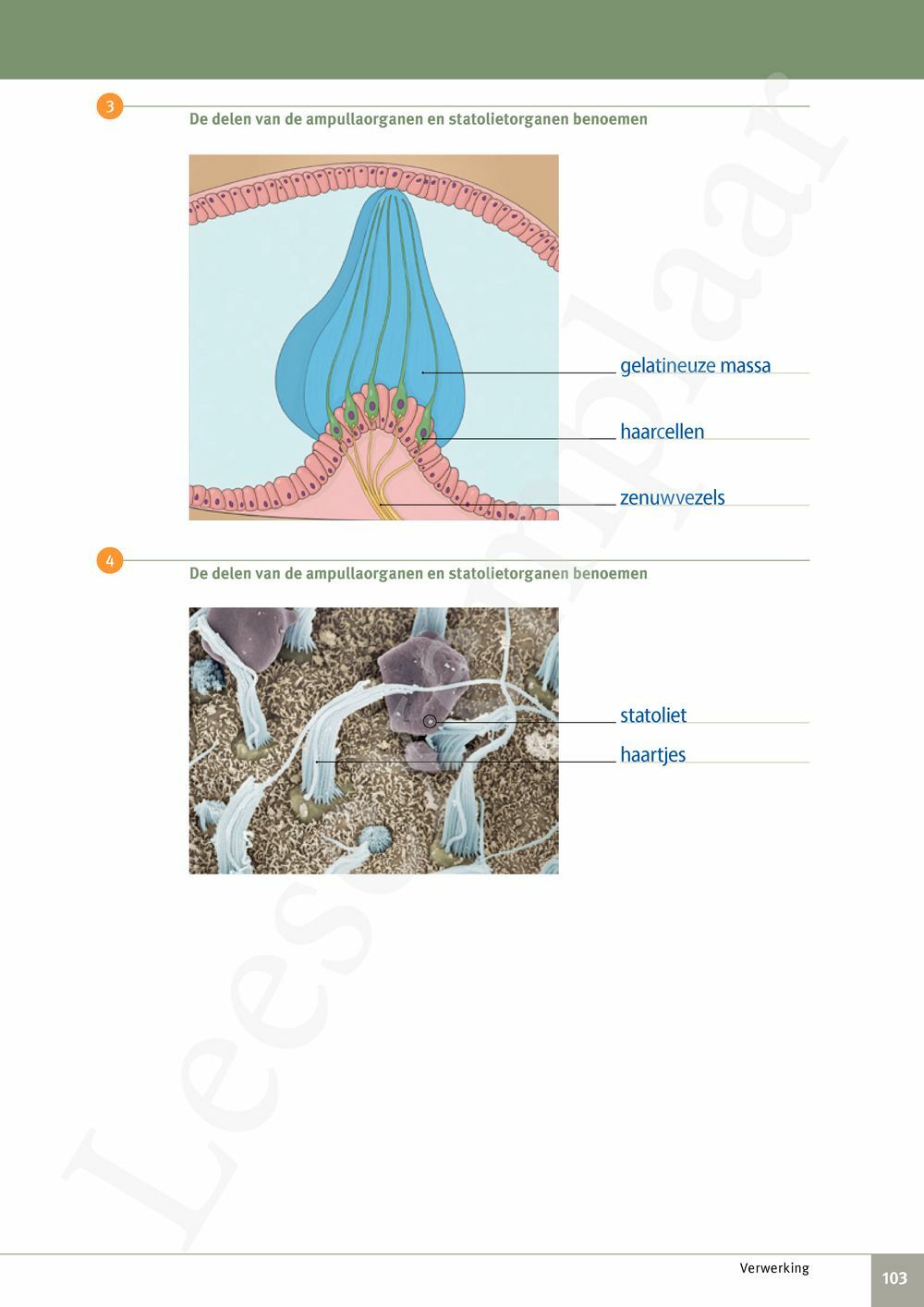 Preview: Focus Biologie 3.2 Leerwerkboek (incl. Pelckmans Portaal)