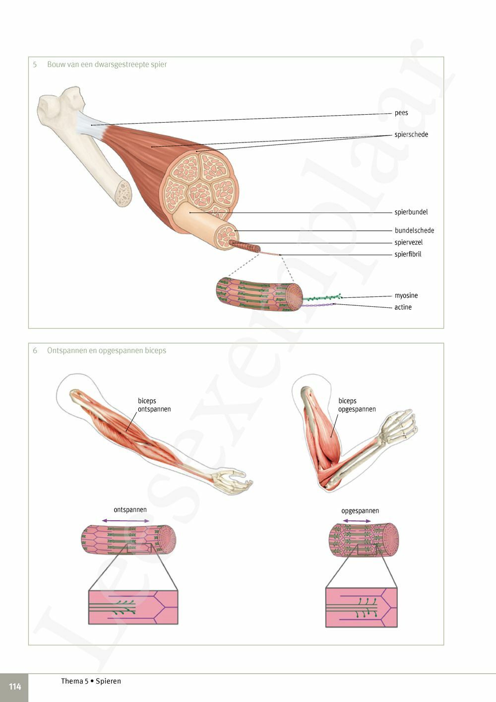 Preview: Focus Biologie 3.2 Leerwerkboek (incl. Pelckmans Portaal)