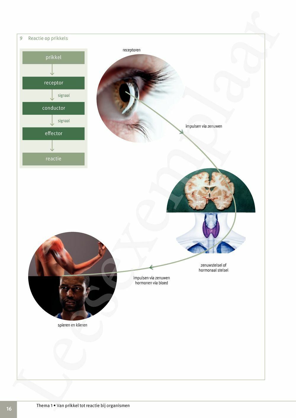 Preview: Focus Biologie 3.2 Leerwerkboek (incl. Pelckmans Portaal)