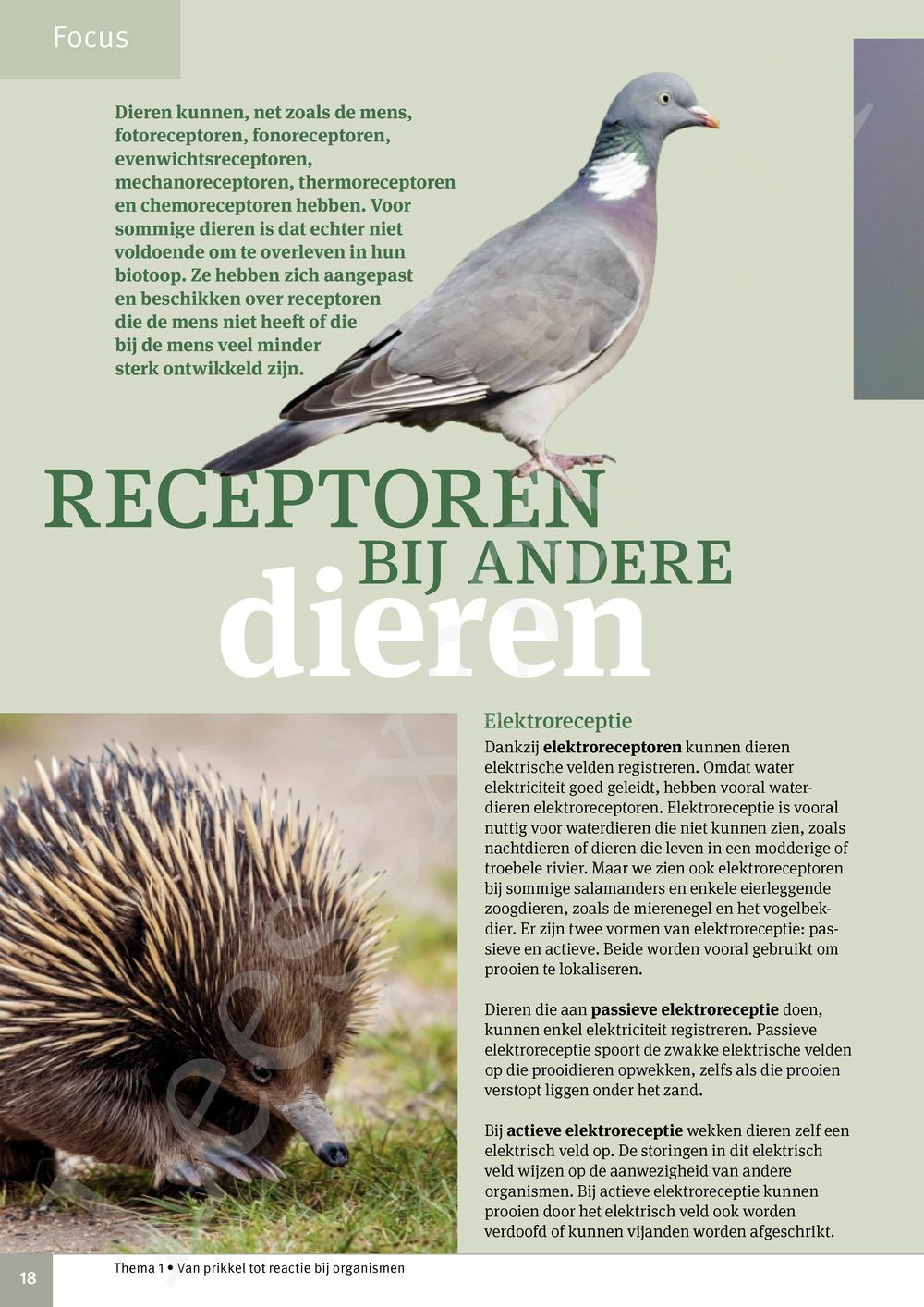 Preview: Focus Biologie 3.2 Leerwerkboek (incl. Pelckmans Portaal)