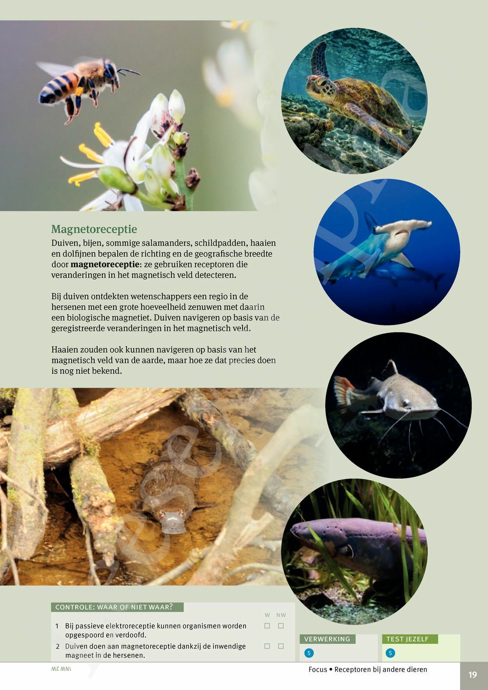 Preview: Focus Biologie 3.2 Leerwerkboek (incl. Pelckmans Portaal)