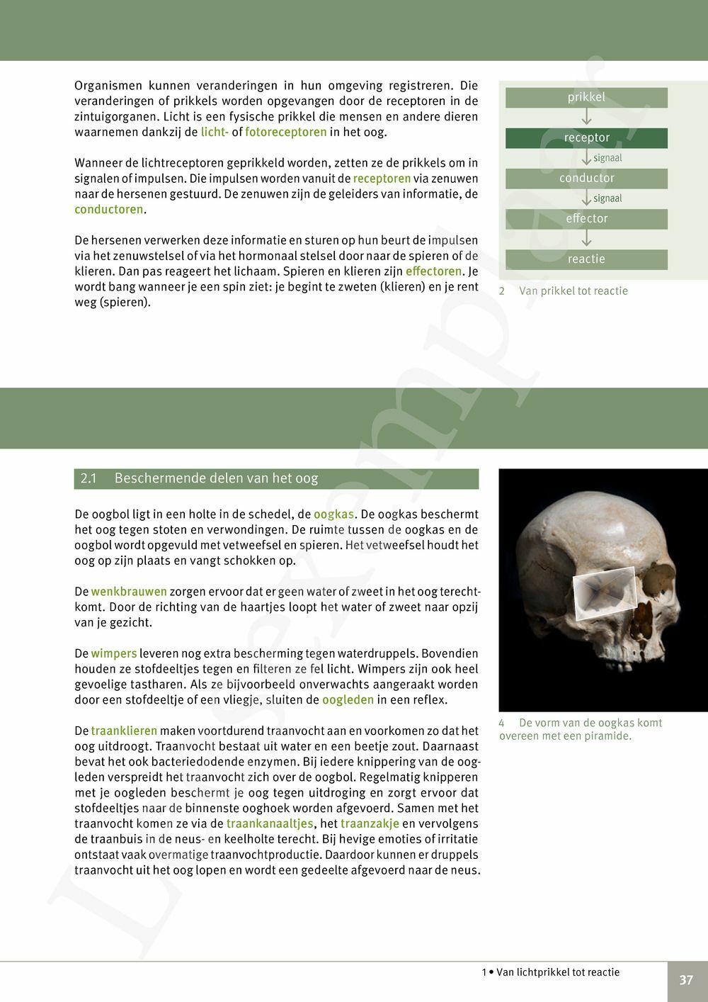 Preview: Focus Biologie 3.2 Leerwerkboek (incl. Pelckmans Portaal)