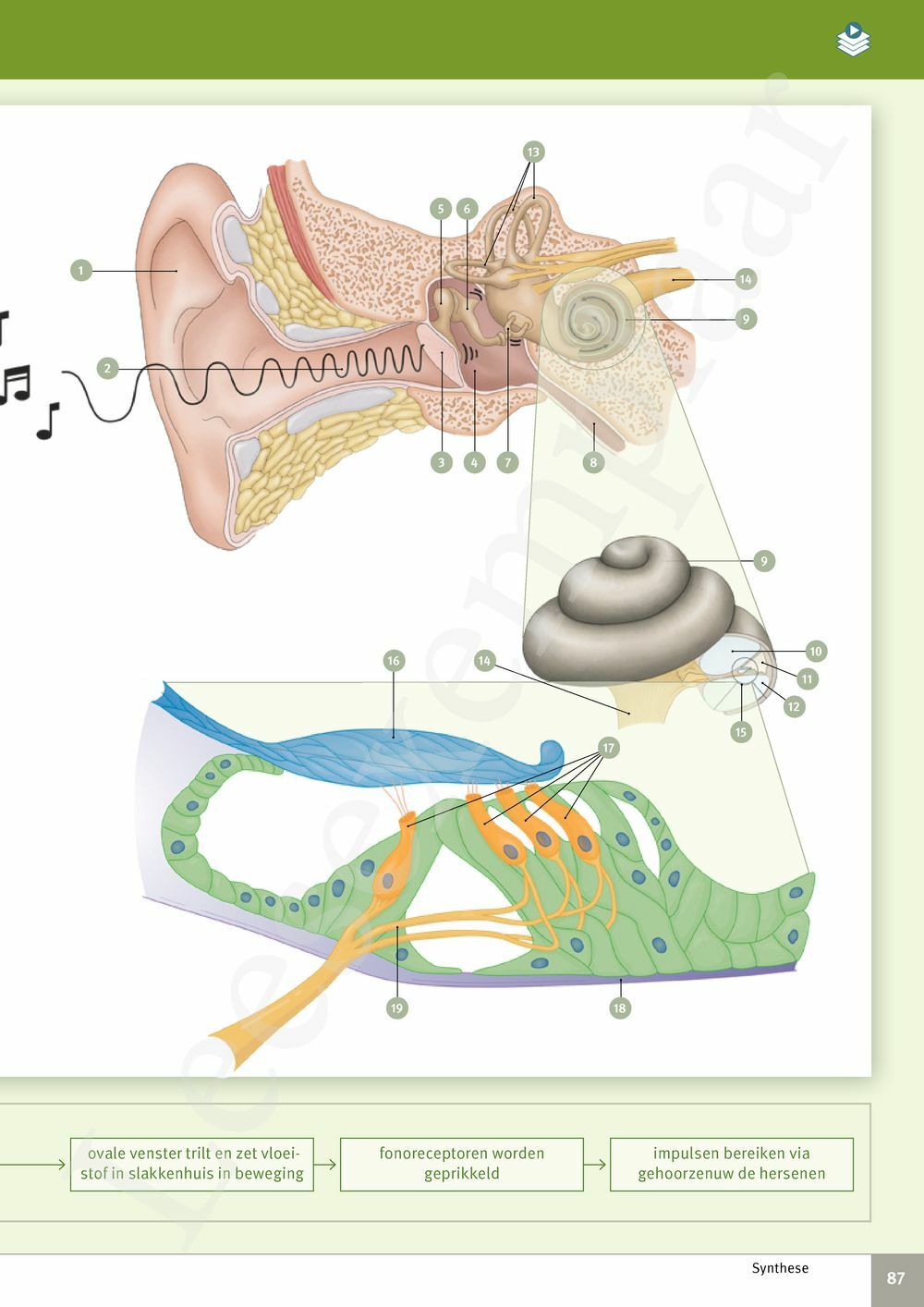 Preview: Focus Biologie 3.2 Leerwerkboek (incl. Pelckmans Portaal)