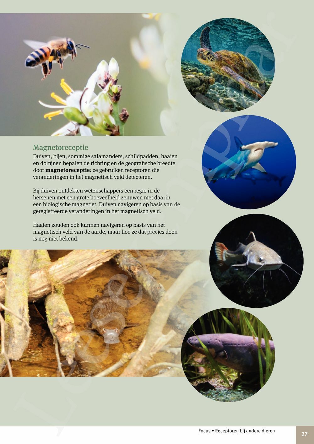 Preview: Focus Natuurwetenschappen 3 Leerwerkboek (incl. Pelckmans Portaal)